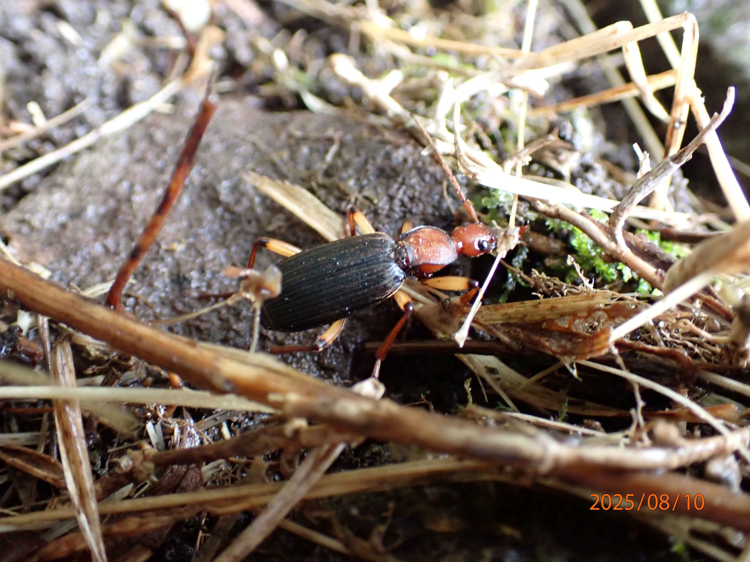 オオクビボソゴミムシ